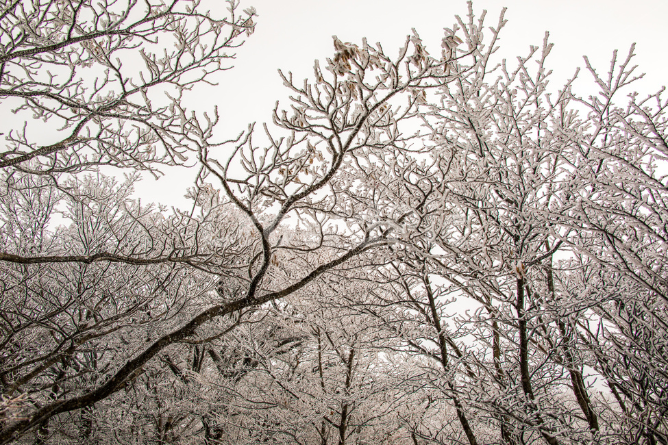 눈,설경,한라산설경,풍경,snow,landscape,1100고지,겨울,계절,winter,season,자연,풍경,nature,landscape,plant,식물