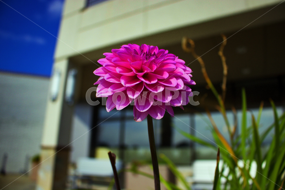 꽃,봄,한송이,길거리,여름,봄,계절,spring,season,식물,자연,plants,nature,꽃,flower,dahlia,달리아,plant,blossom