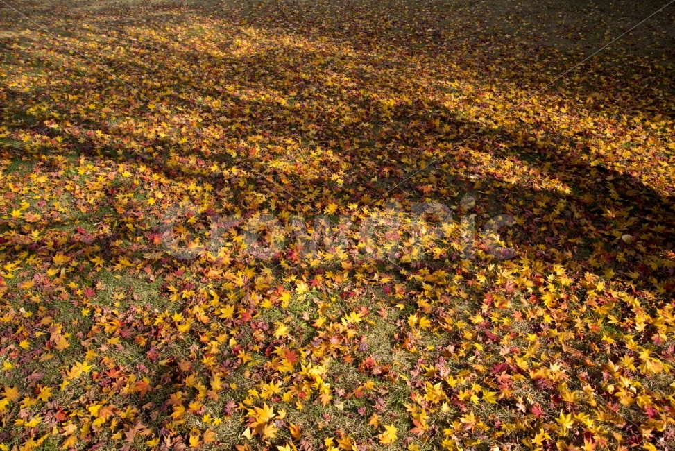 나무,낙엽,그늘,햇살,가을,단풍,가을,계절,fall,autumn,season,식물,자연,plants,nature