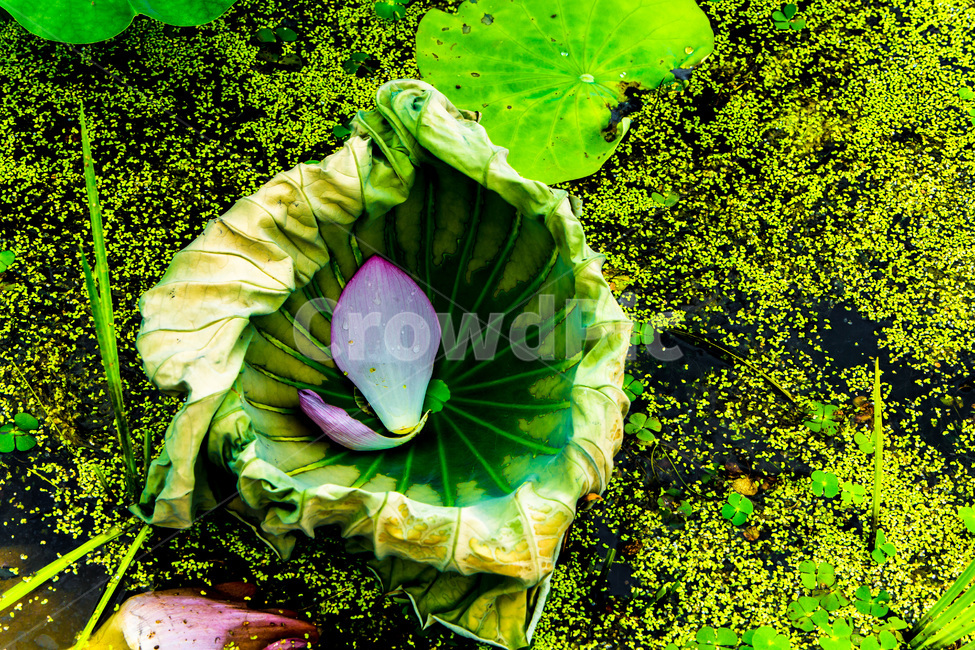 꽃잎,낙화,습지,개구리밥,연잎,식물,자연,plants,nature,꽃,flower