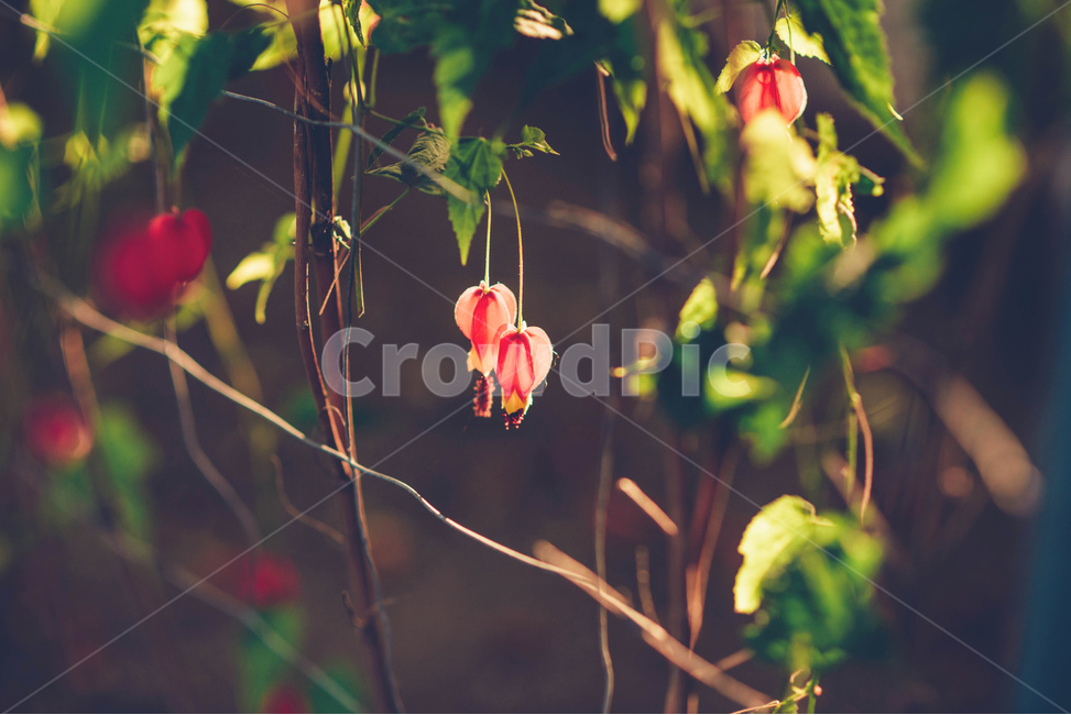 꽃,flower,식물,plant,금낭화,풀,식물,자연,plants,nature,꽃,flower,감성,sensible,feeling