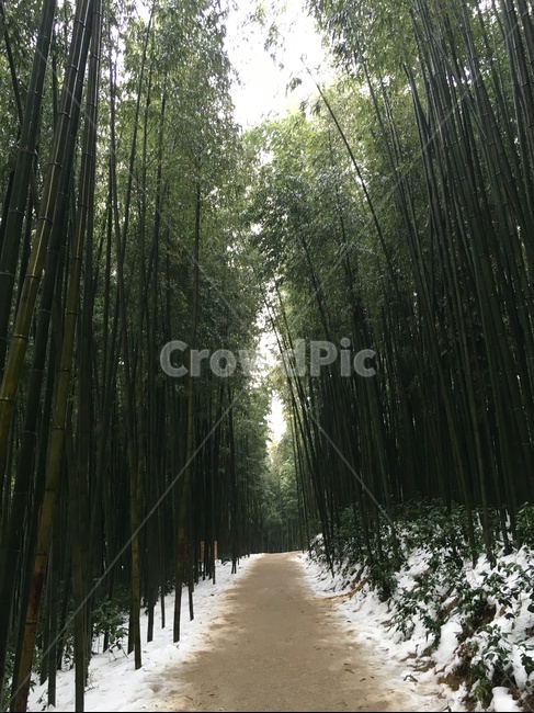 bamboo,Panorama,road,Damyang,winter,Juknokwon,bamboo field