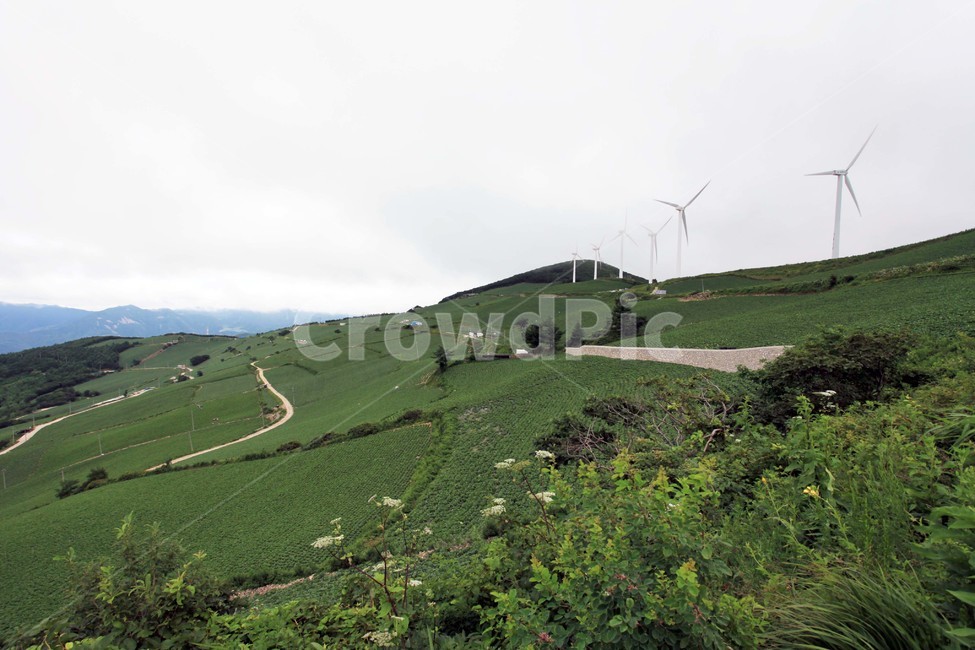 대관령,풍력발전기,대관령배추밭,고냉지채소,밭,자연,풍경,nature,landscape,한국자연풍경,한국자연경관,korea nature landscape,outdoors,옥외