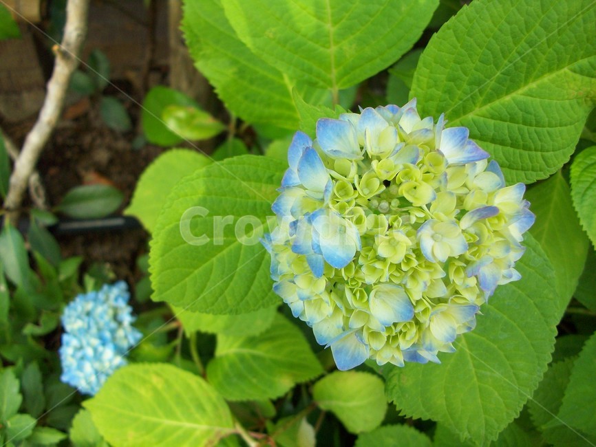 화분,꽃,수국,여름국화,초여름꽃