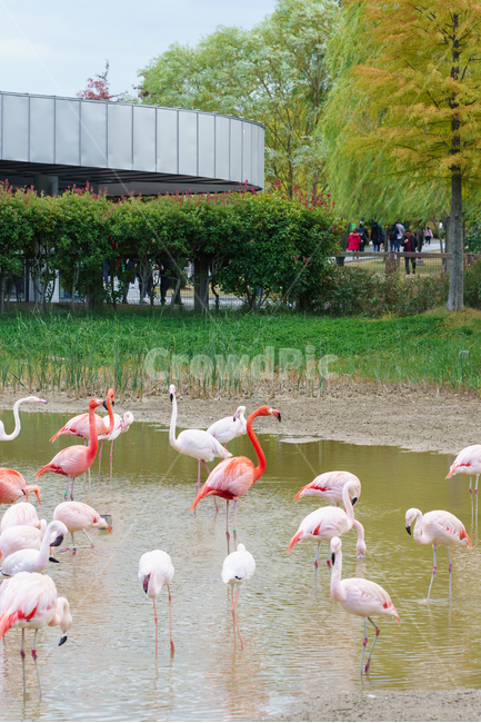 홍학,새,공원,animal,bird,동물,animal,조류,새,birds