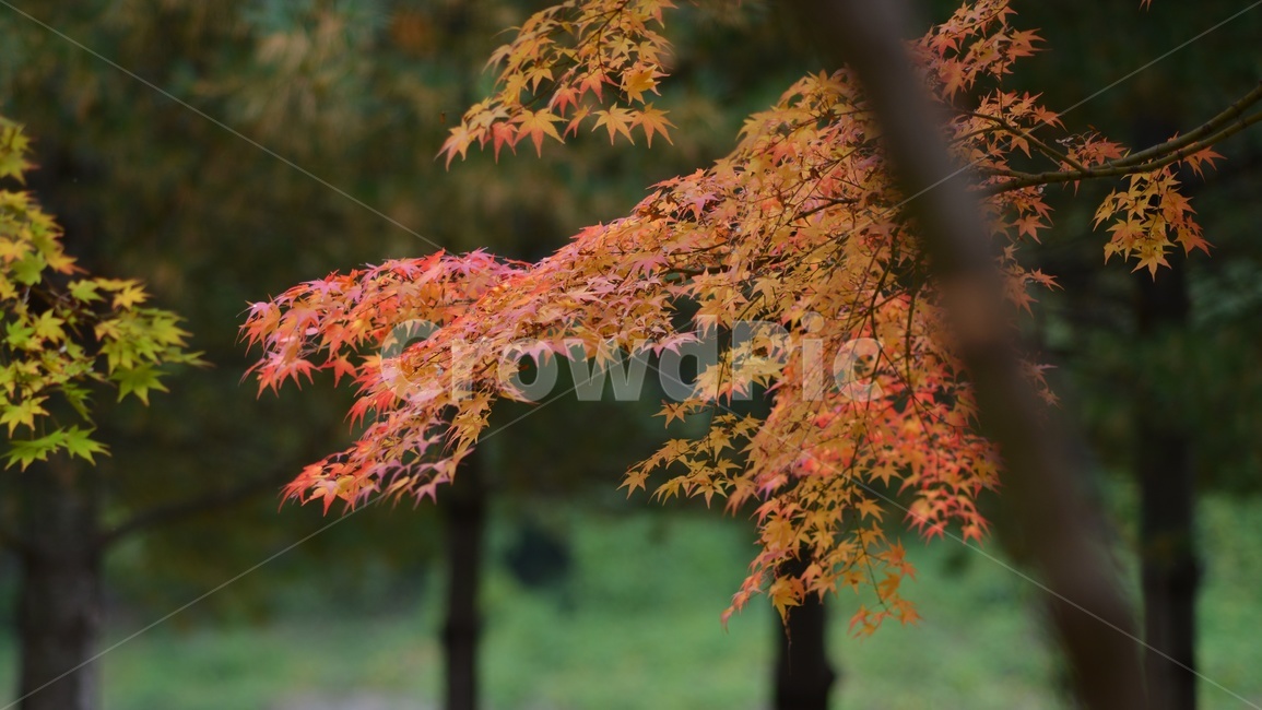 가을,단풍,빨강,나무,자연,가을,계절,fall,autumn,season,leaf,잎,plant,식물,tree,maple