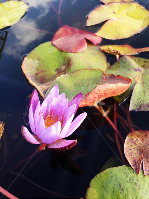 식물,꽃,연꽃,청순함,보라색꽃,식물,자연,plants,nature,꽃,flower