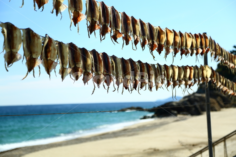 오징어,마른오징어,바다,어업,어촌계,어부,수산물,해양,여름,휴가,동해,울진,갈메기,음식,식재료,요리,food,cook,meal,dishes,food reserves,수산물,해산물,fishery products,seafood