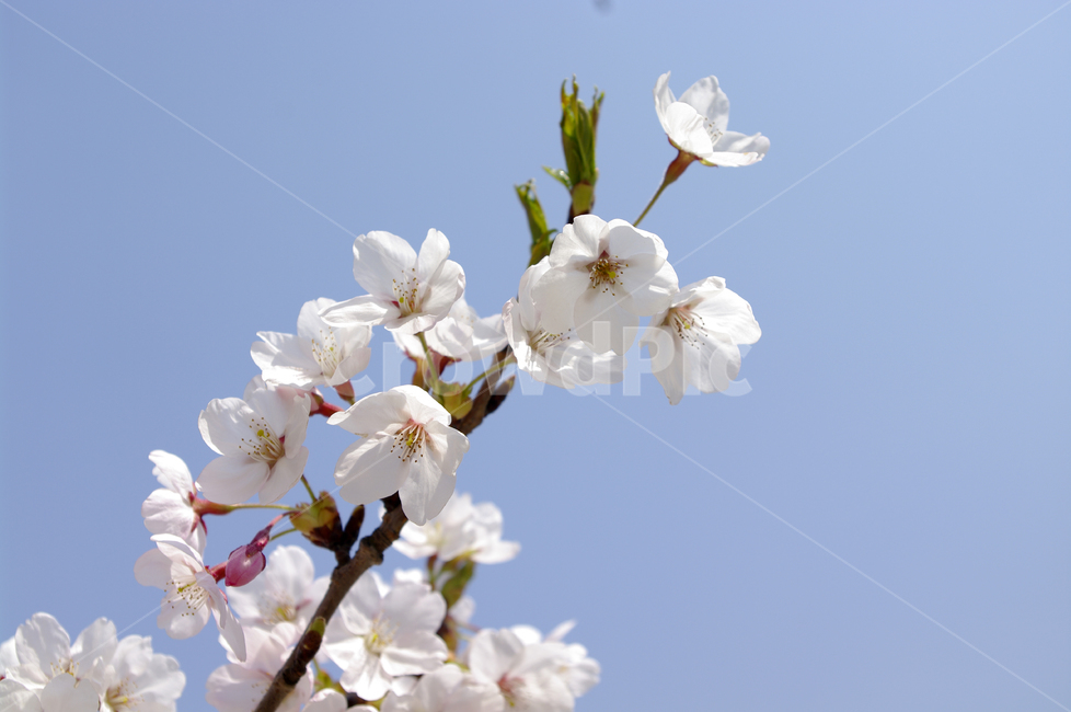 벚꽃,봄,flower,plant,식물,봄,계절,spring,season,식물,자연,plants,nature,꽃,flower