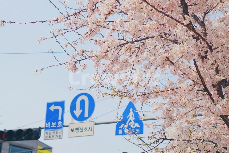 벚꽃,cherryblossom,서울벚꽃,신호등,벚꽃놀이,표지판,꽃,봄,낮,하늘,봄꽃,spring,flower,trafficlight,seoul,봄,계절,spring,season,자연,풍경,nature,landscape,식물,plants,꽃,flower,plant