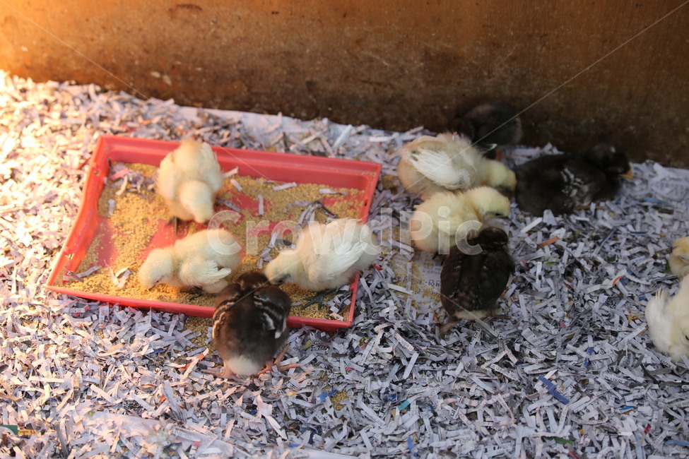 닭,병아리,새끼,귀여움,모이깃털,물,부리,새벽,chicken,hen,무리,부화,달걀,계란