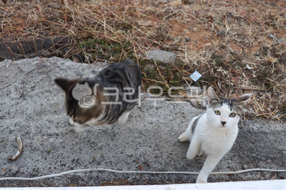 Korean Shorthair,stray cat,cat,animal,pet