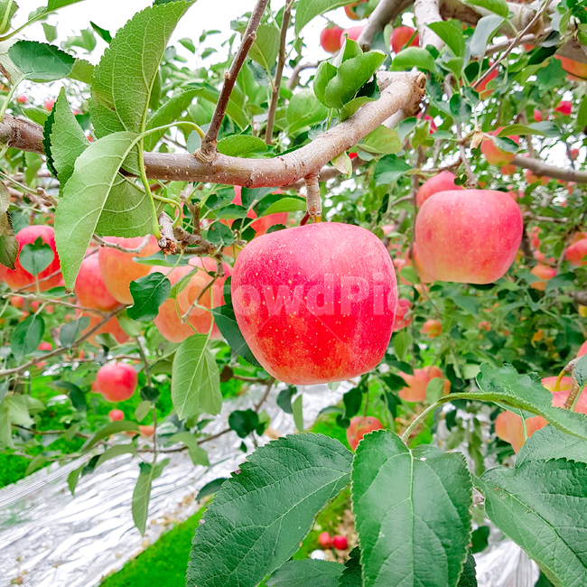 Apples,apple picking,orchard,vinyl,red apples,apple farming,apple season