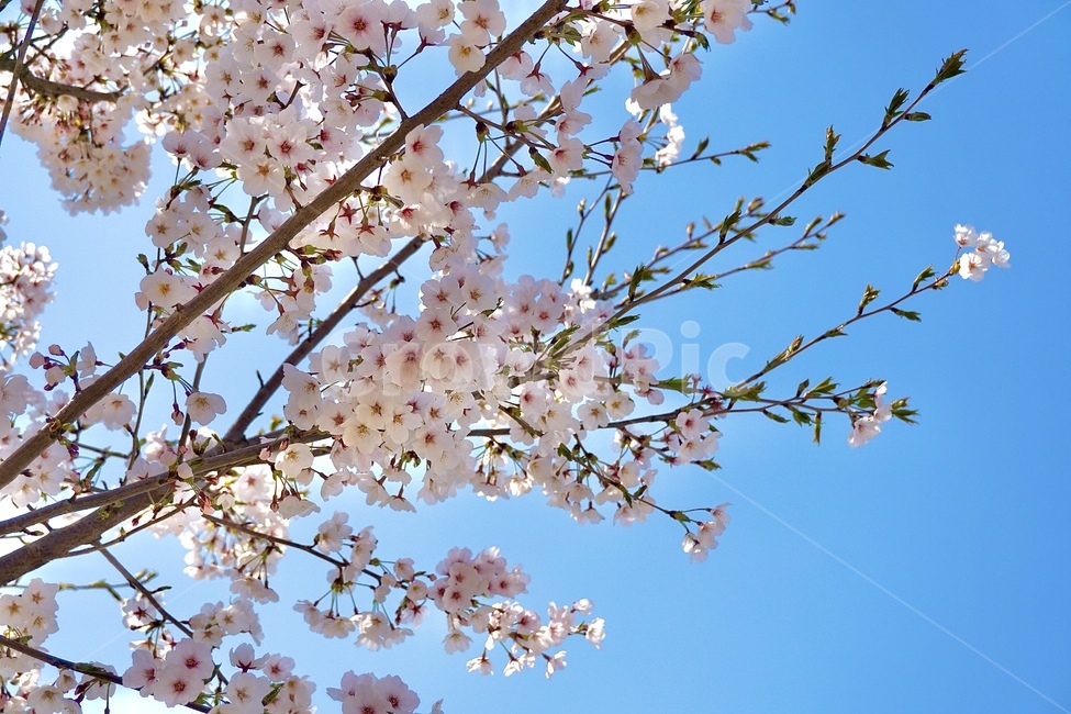 벚꽃,꽃,flower,blossom,cherryblossom,식물,공원,나무,봄,정원,하늘,벚꽃나무,바람,plant,park,tree,spring,sky,wind