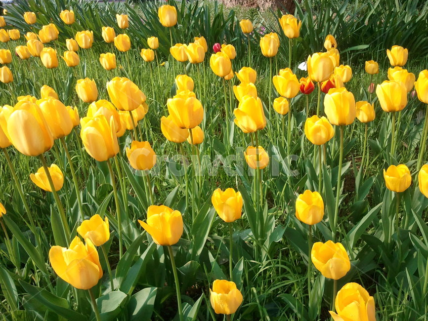 튤립,tulip,백합과,식물,꽃,구근초,여러해살이화초,식물,자연,plants,nature,꽃,flower