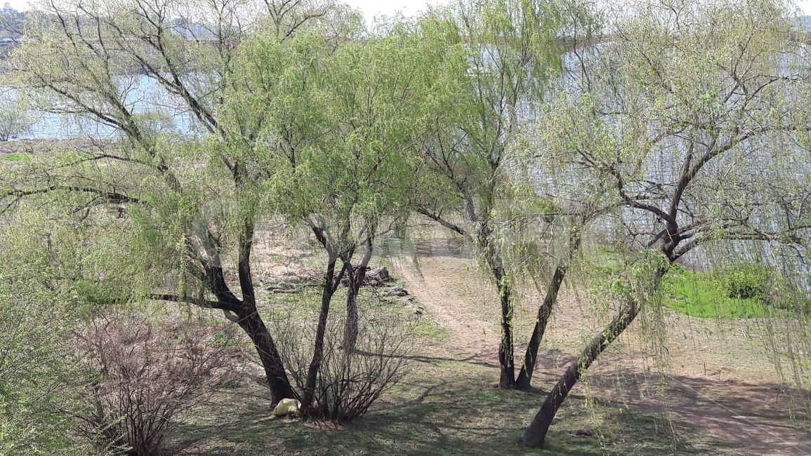 나무,버드나무,물,하늘,바람,자연,풍경,nature,landscape,plant,식물,tree