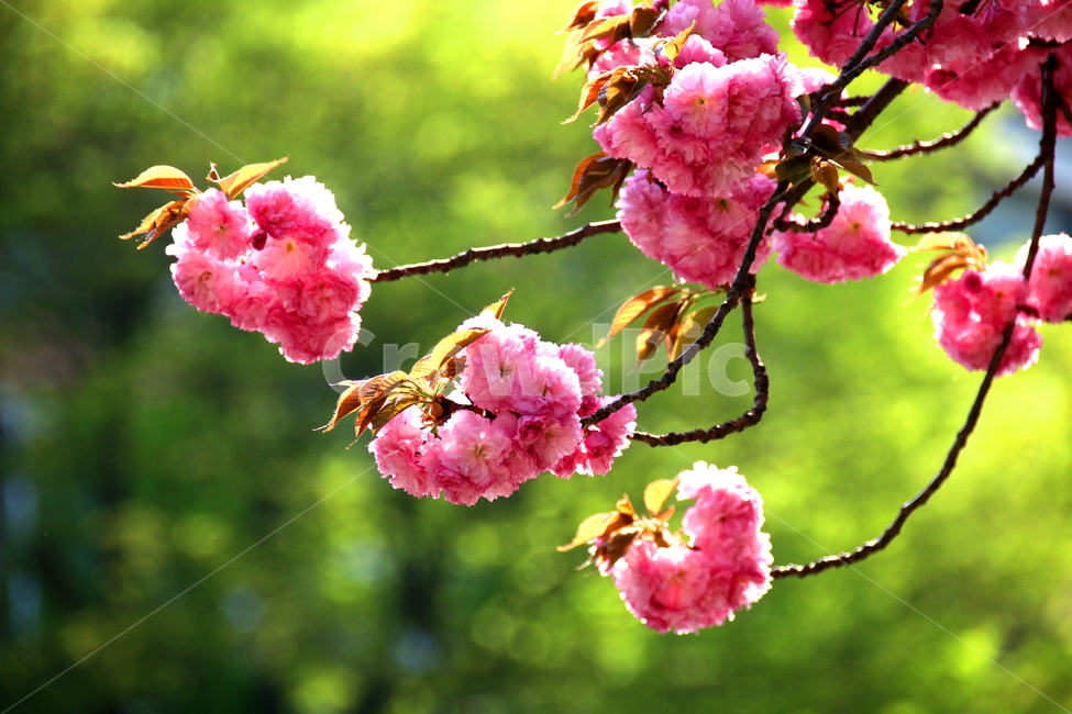 벚꽃,왕벚꽃,겹벚꽃,붉은벚꽃,예쁜벚꽃,봄꽃,봄,계절,spring,season,식물,자연,plants,nature,꽃,flower,plant