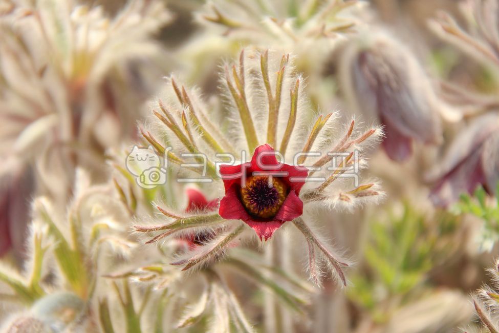 spring,petal,pasqueflower,flower
