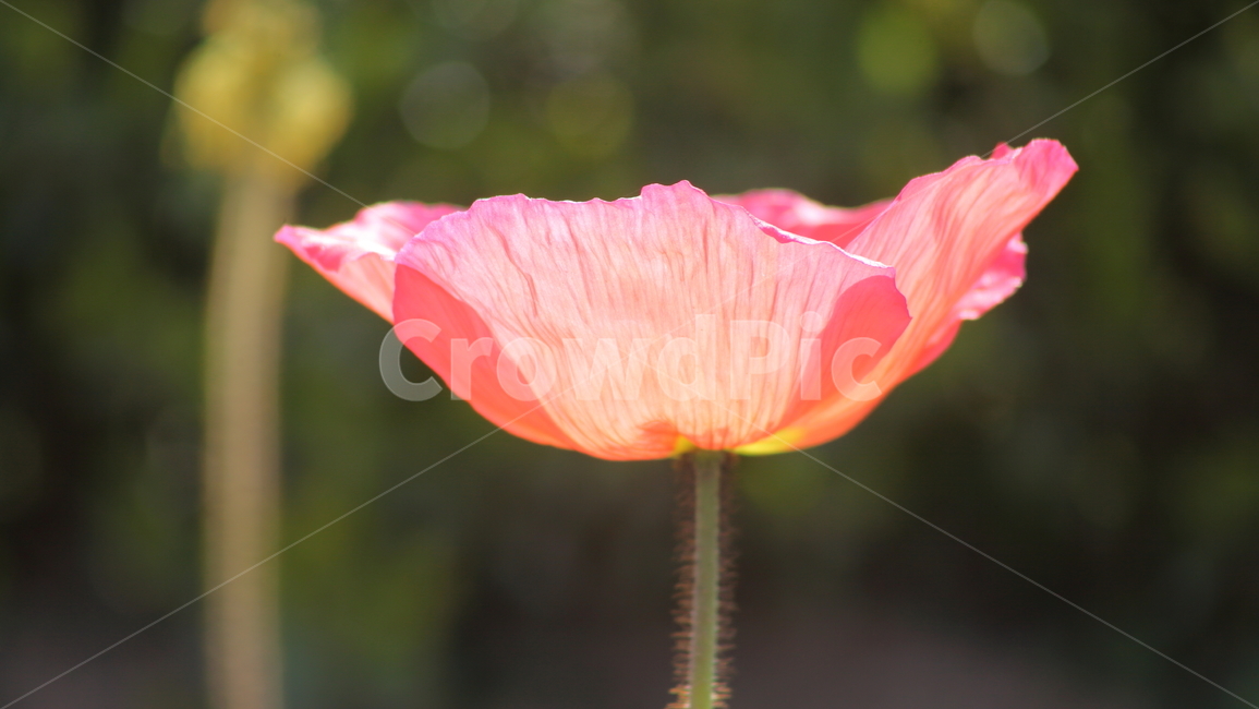 꽃양귀비,개양귀비,양귀비,꽃,poppy