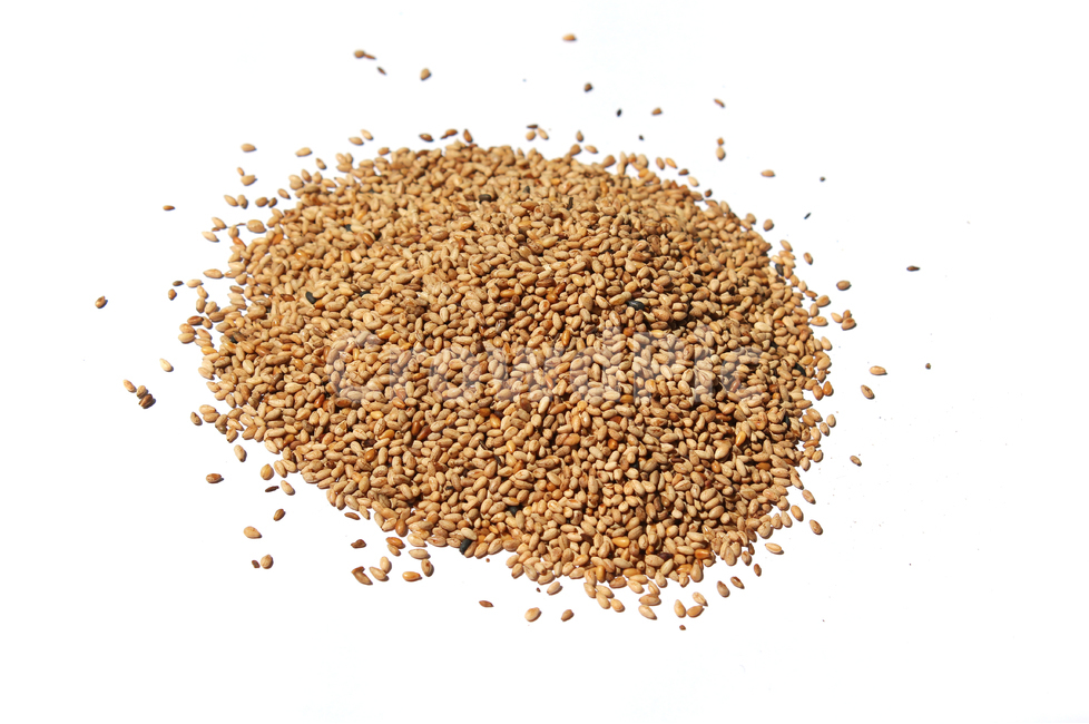 brown,closeup,dry,dummy,food,gold,grain,macro,meal,natural,nature,organic,plant,seed,seeds,sesame,sesameseed,sesameseeds,top,topangle,topview,yellow,깨,참깨,곡식,곡류,음식,음식재료,식재료,식물,씨앗,씨,갈색,브라운,말린,말리는,건조,자연,클로즈업,탑앵글,탑뷰,깨소금,농작물,농촌,농사,흰배경,더미,덩어리,많은,모아놓은,모으다,화이트,흰색,음식,식재료,요리,food,cook,meal,dishes,food reserves,곡류,곡식,cereals