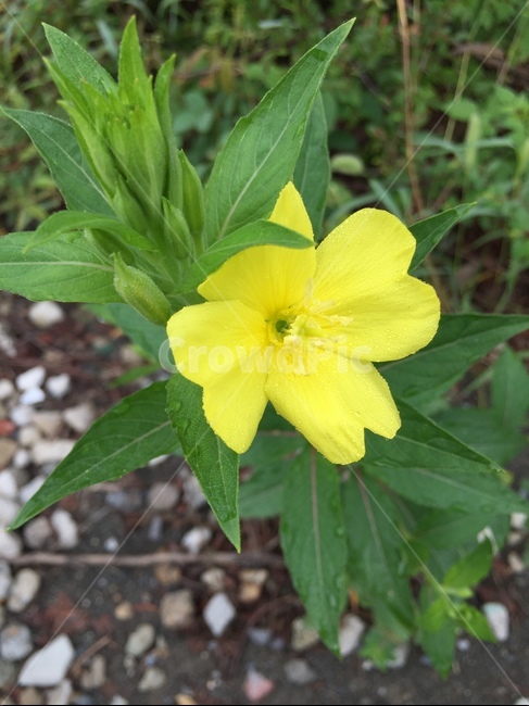 plant,식물,꽃,하얀,노랑,식물,자연,plants,nature,꽃,flower