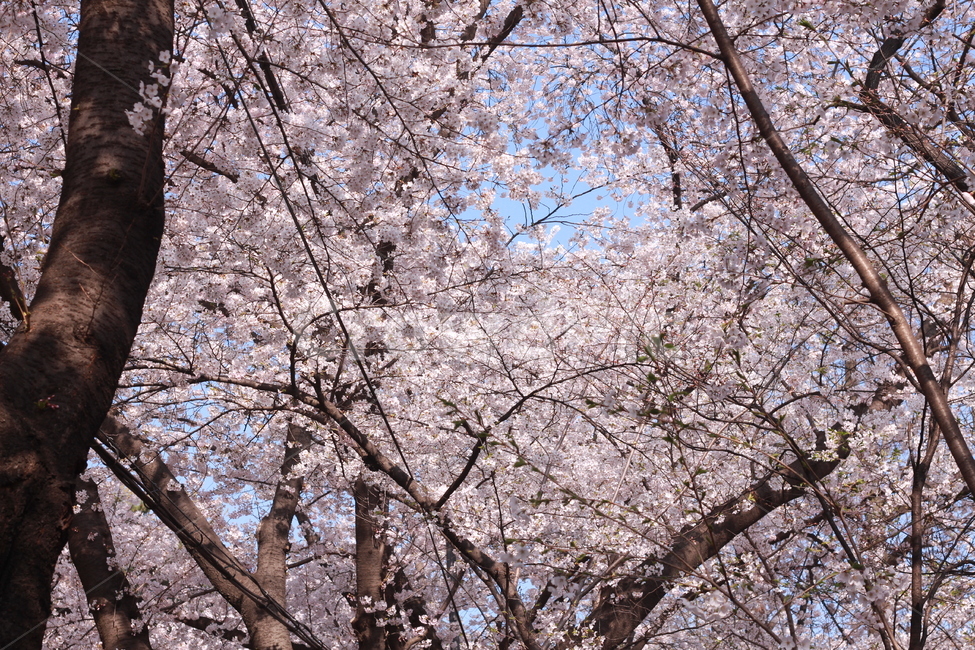 꽃,봄꽃,식물,flower,plants,봄,계절,spring,season,식물,자연,plants,nature,꽃,flower,plant,blossom,cherry blossom,벚꽃