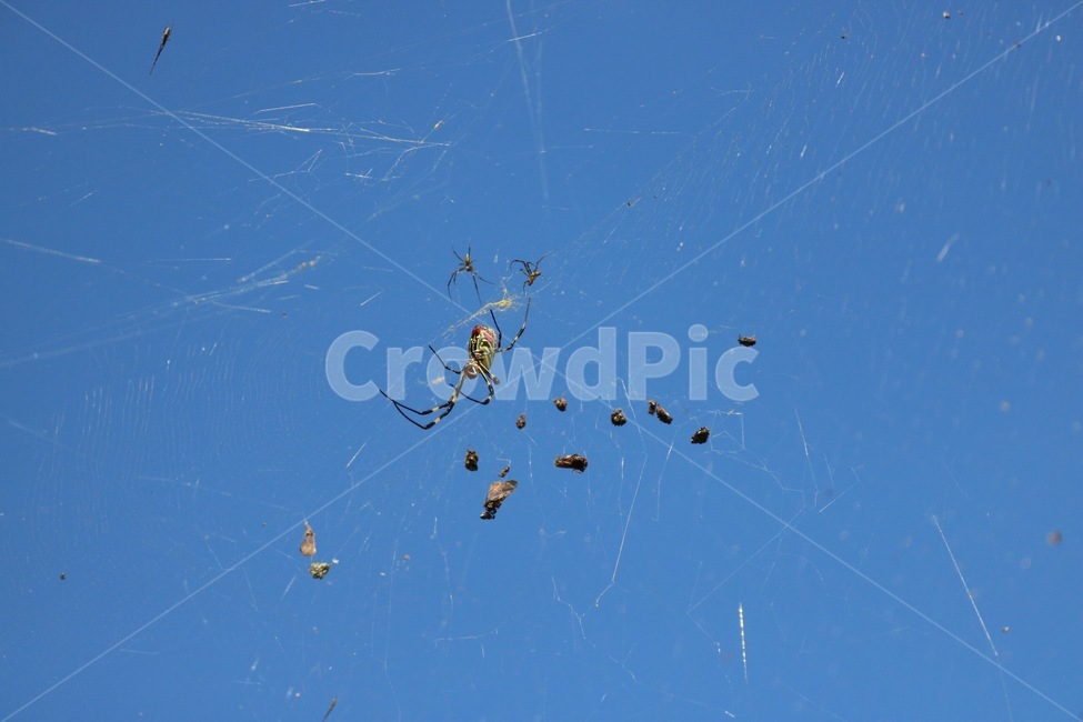 하늘,거미,곤충,거미줄,자연,spider,kumo,insect,konchuu,nature,노랑,검정,yellow,kiiro,black,kuro,빨강,red,aka,동물,animal,곤충,벌레,insect,bug