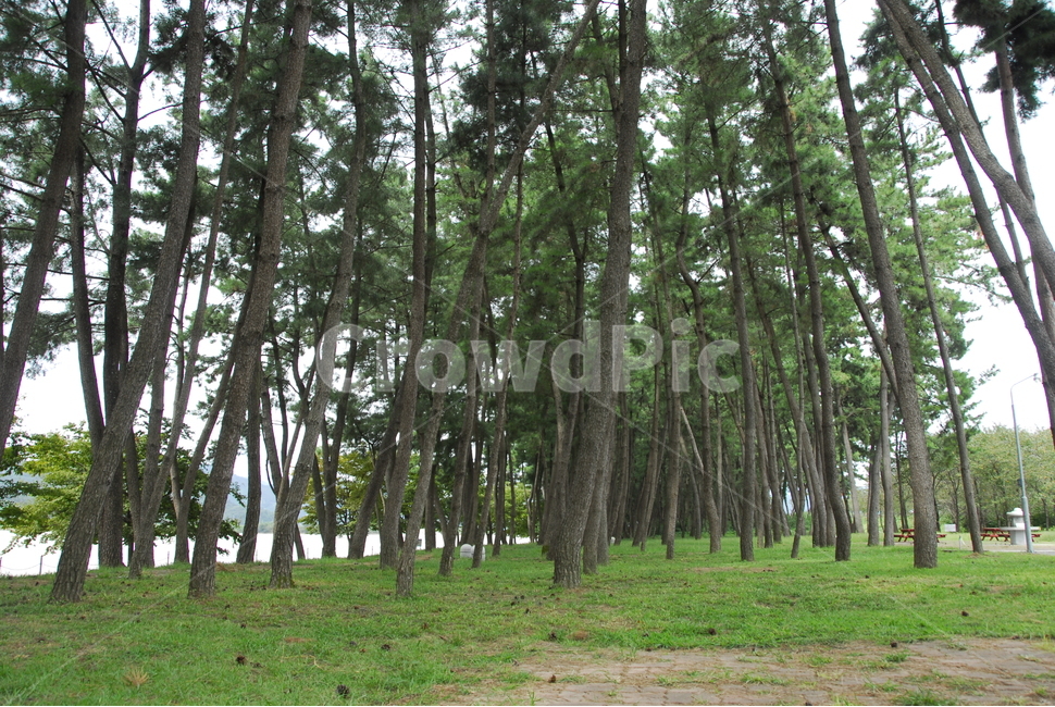 tree,나무,plant,식물,류식,소나무,자연,풍경,nature,landscape