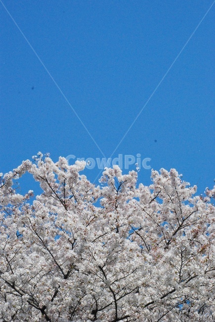 봄,벚꽃,하늘,나무,꽃,자연,바람,분홍색,맑은하늘,하늘색,여유