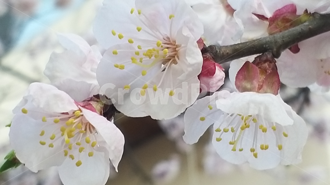 꽃,봄소식,봄꽃,예쁜꽃,살구나무,살구꽃,살구,plant,식물,벚꽃,풍경,이뿐꽃,계절,감성,색상,색채,색감,꽃사진,spring,season