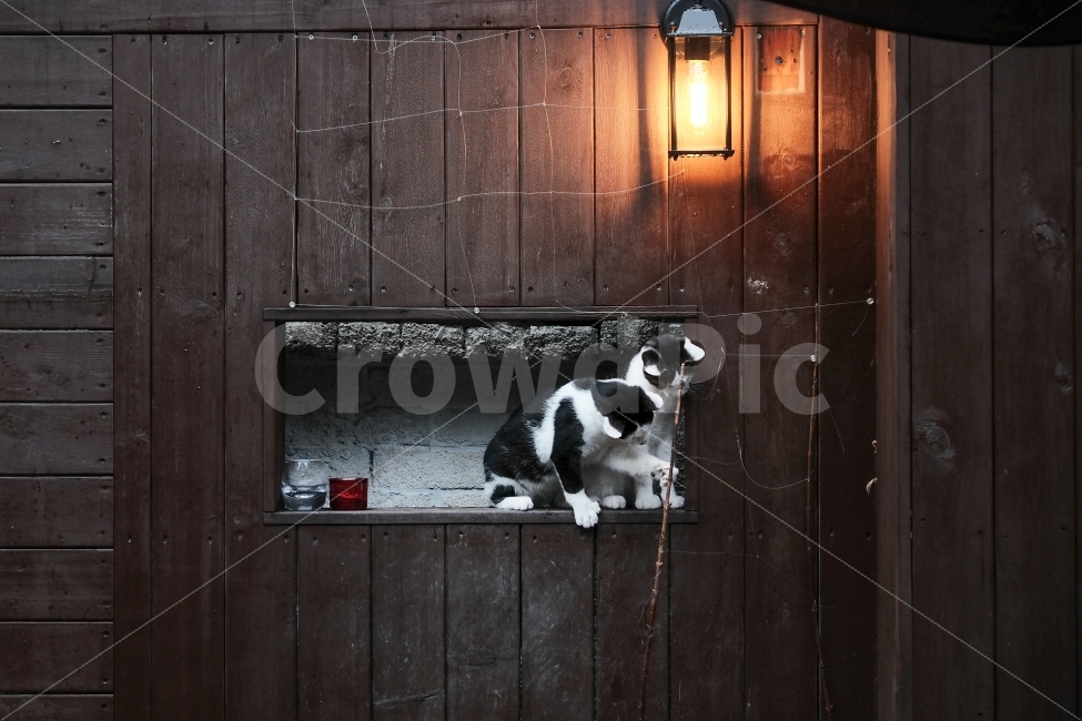 고양이,냥이,고냥이,고양이형제,호기심,놀이,길고양이,귀여움,아깽이,동물,animal,포유류,mammal,고양이,cat,kitten,kitty,친구,우정,friendship,companion