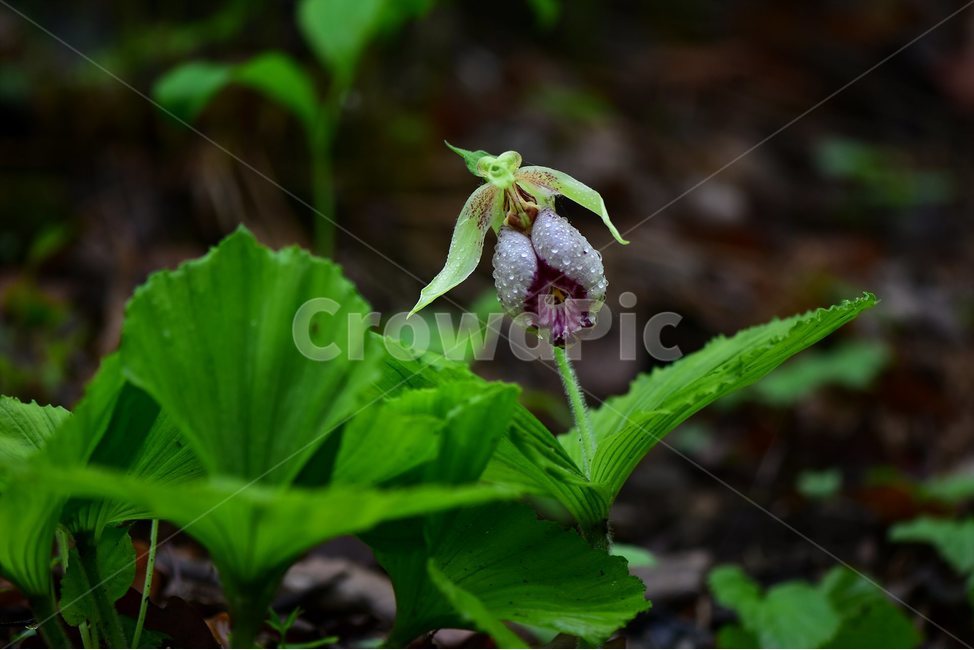 광릉요강꽃,멸종위기,난초과,복주머니란속,야생화,1급,희귀,봄,꽃,plant,wild,flower,자연,생태,식생,풀꽃,식물,식물,자연,plants,nature,꽃,flower