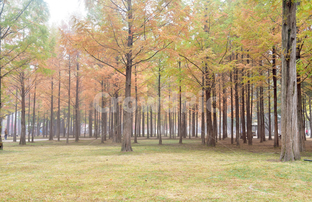 nature,자연,tree,나무,숲,metasequoia,수삼나무,메타세콰이아,가을,계절,fall,autumn,season,자연,풍경,nature,landscape,식물,plants,나무,trees,wood,plant,vegetation,초목,outdoors,옥외,forest,land,땅,woodland,삼림지,grove,작은 숲