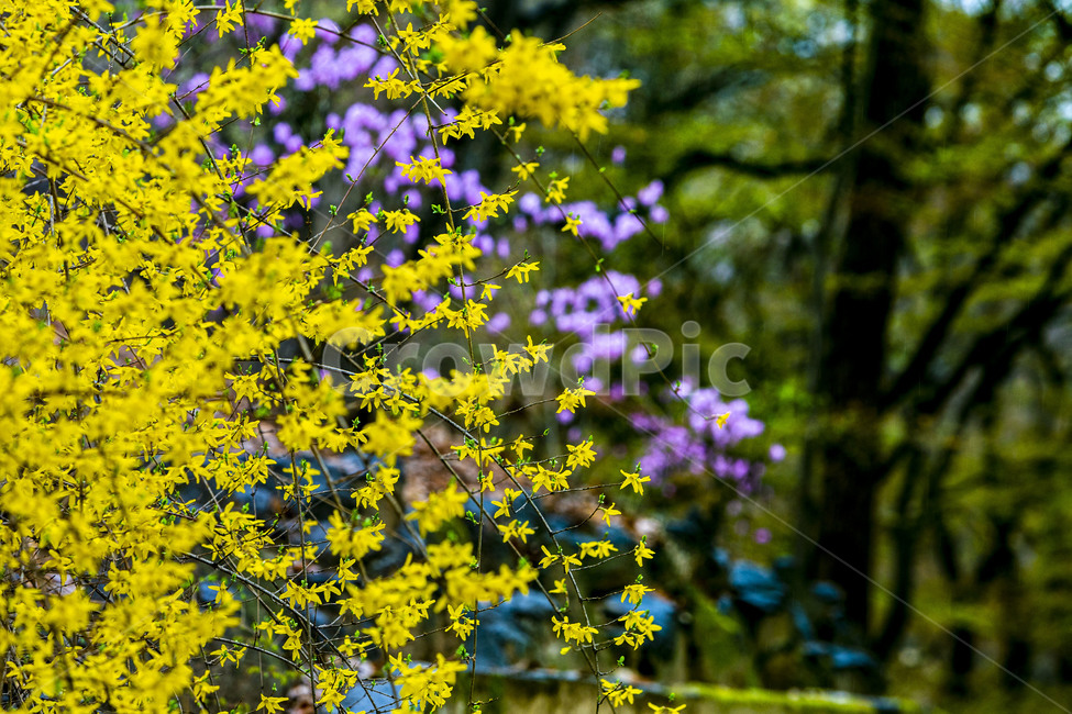 봄,개나리,진달래,식물,꽃,plant,flower,자연,풍경,봄,계절,spring,season,식물,자연,plants,nature,꽃,flower,blossom