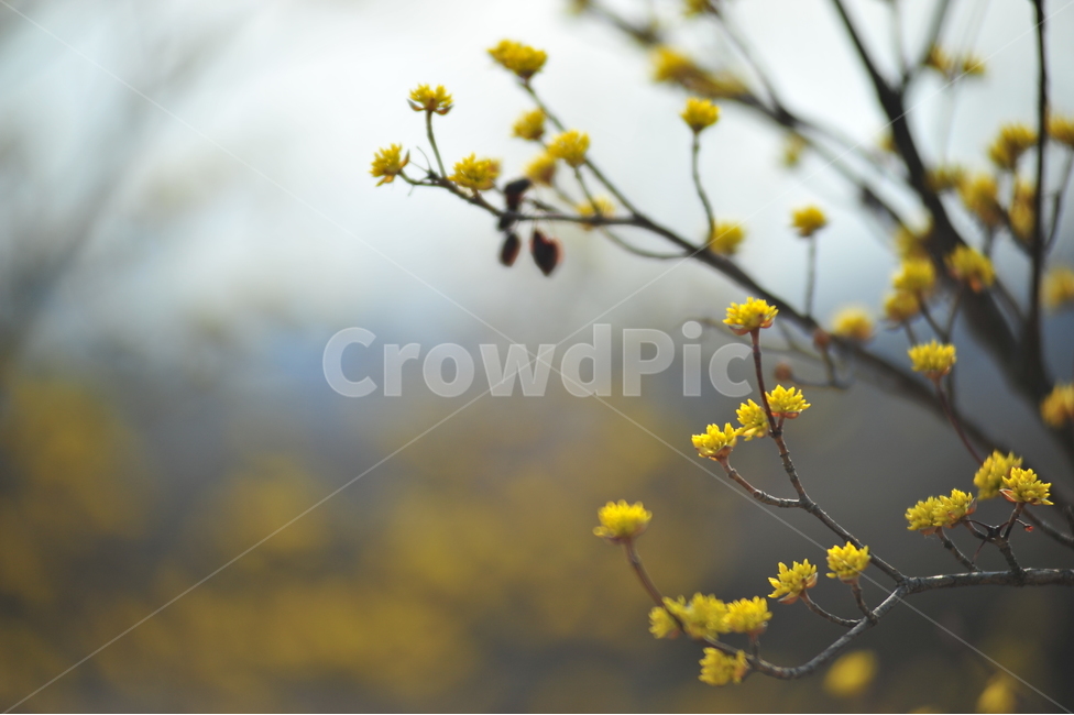 봄,꽃,배경,자연,노랑,식물,자연,plants,nature,꽃,flower