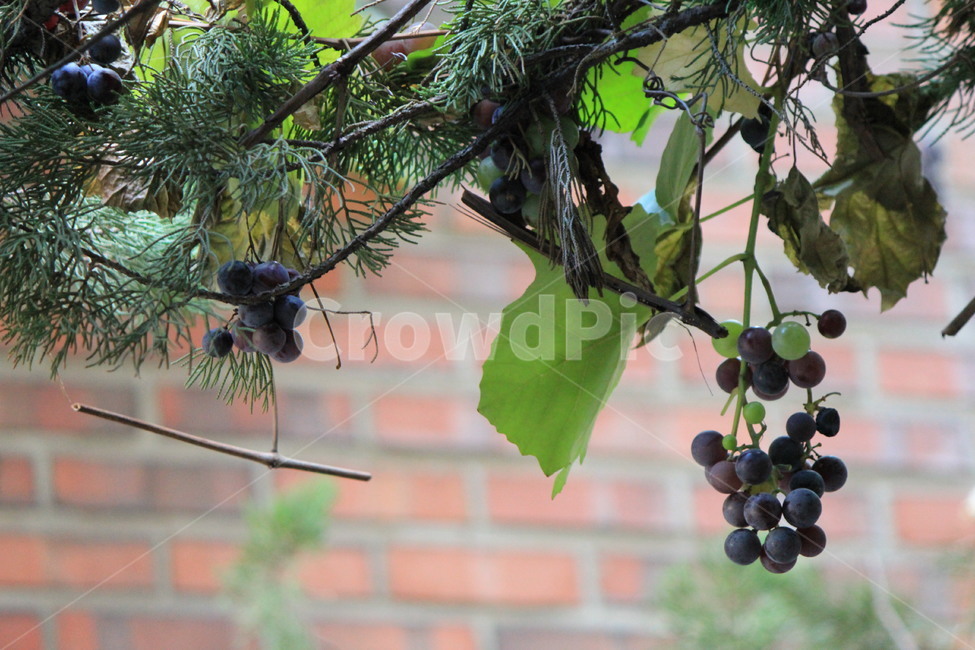 식물,포도,나무,풍경,마당,정원,plant,식물,자연,plants,nature,과일,열매,fruit