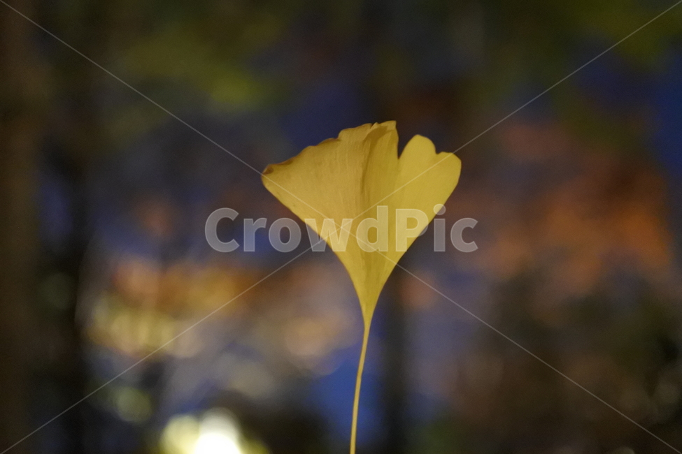 은행잎,가을,은행나무잎,잎,leaf,식물,은행나무,가을,계절,fall,autumn,season