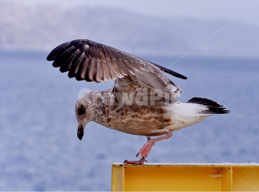 갈매기,비상,호수,겨울,새,seagull,bird,lake,winter,겨울,계절,winter,season,동물,animal,조류,새,birds