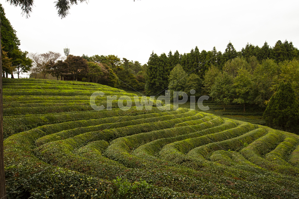 녹차,녹차밭,자연,숲,나무,보성,녹차마을,자연,풍경,nature,landscape,한국자연풍경,한국자연경관,korea nature landscape,green,초록