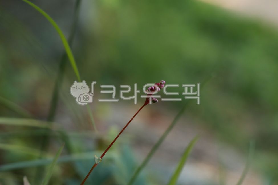 야생화,꽃,들판,줄기,잎,배경화면,식물,근접,개여뀌,빨강