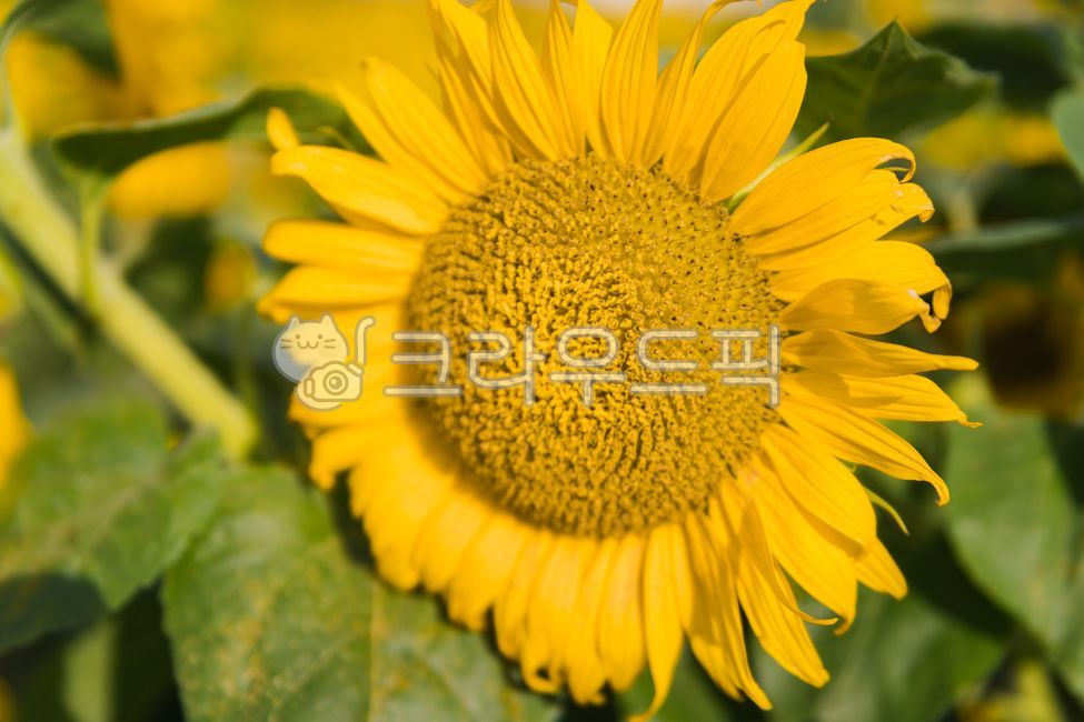 plant,sunflower flower,sunflower field,Haerabari scenery,sunflower,flower