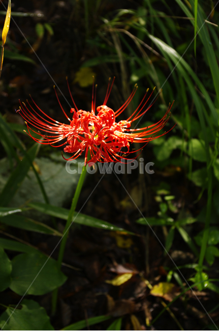 꽃,flower,꽃무릇,식물,color,red,식물,자연,plants,nature,꽃,flower