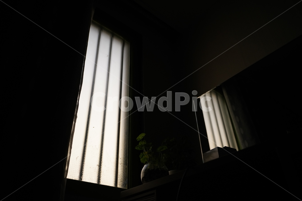 창,창가,창문,window,빛,어둠,식물,화분,indoors,가정장식