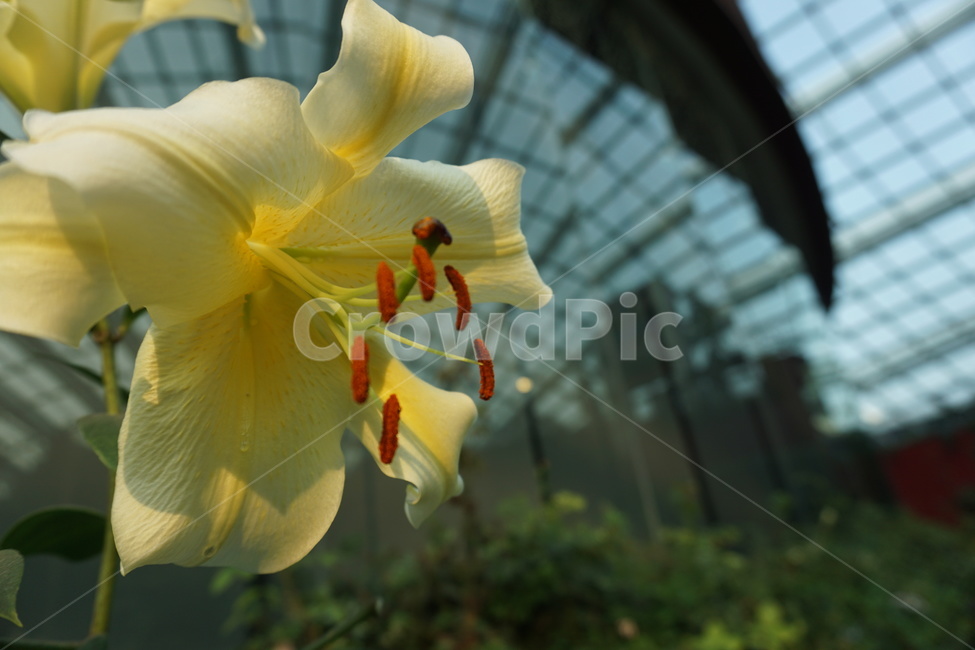 plant,flower,노란꽃,식물,식물원,식물,자연,plants,nature,꽃,flower
