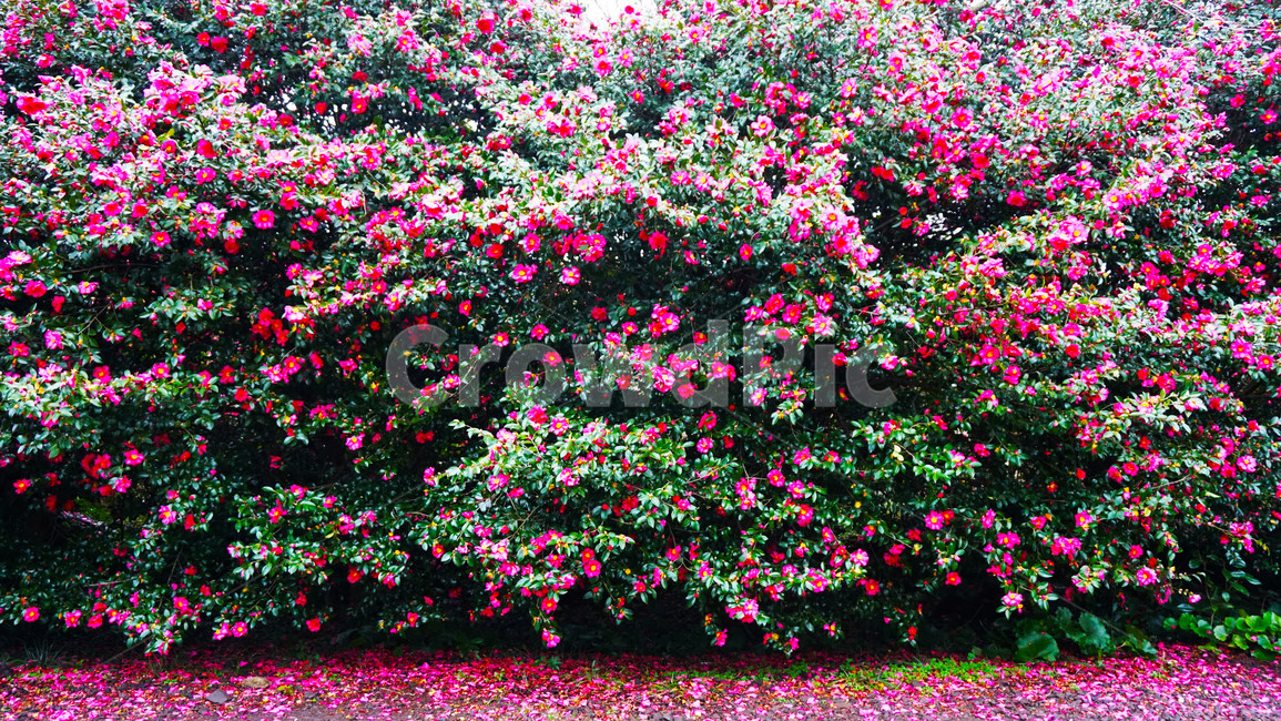 제주도,카멜리아힐,동백꽃,겨울,꽃,식물,자연,jeju,camellia,winter,flowers,plants,nature,식물,자연,plants,nature,꽃,flower