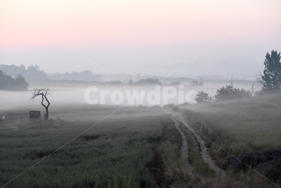 동틀녁,안개,물안개,나무,tree,fog,자연,풍경,nature,landscape,weather,날씨