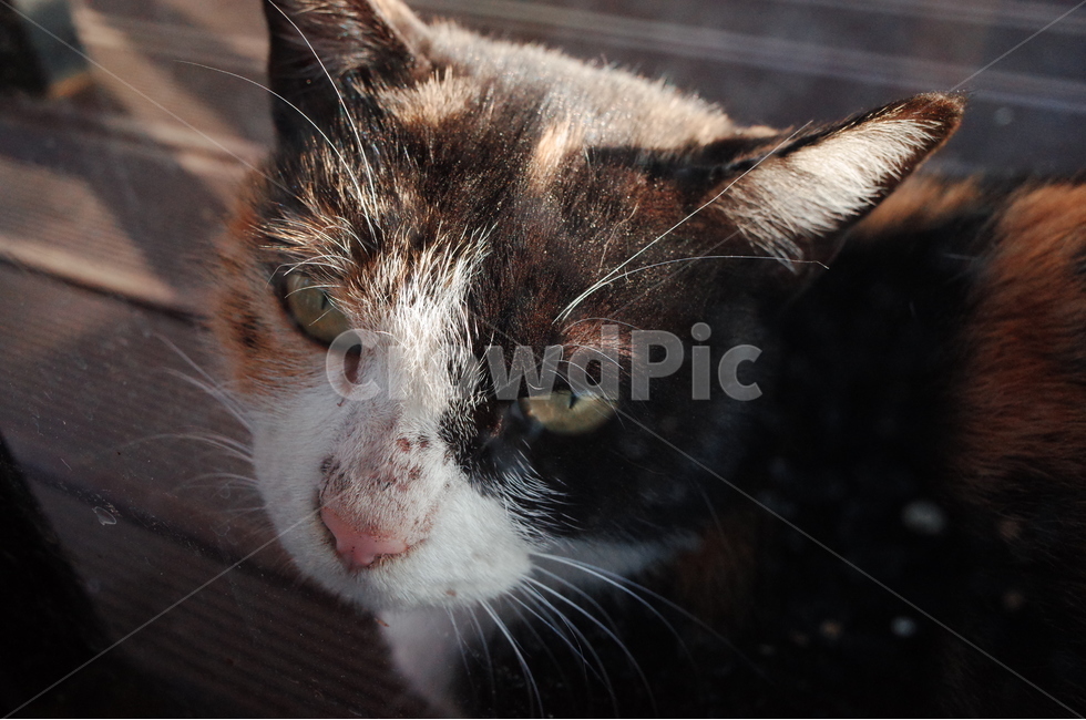 고양이,길고양이,야옹,동물,뚱고양,동물,animal,포유류,mammal,고양이,cat,kitten,kitty