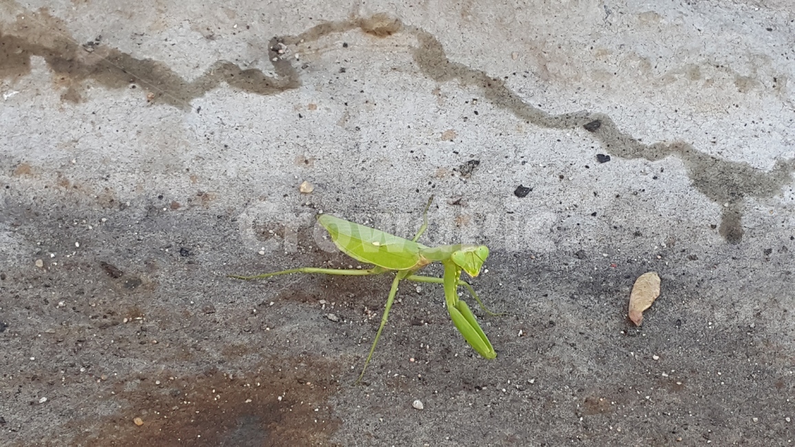 사마귀,mantis,곤충,insect,bug,사마귀한마리,곤충,벌레,insect,bug