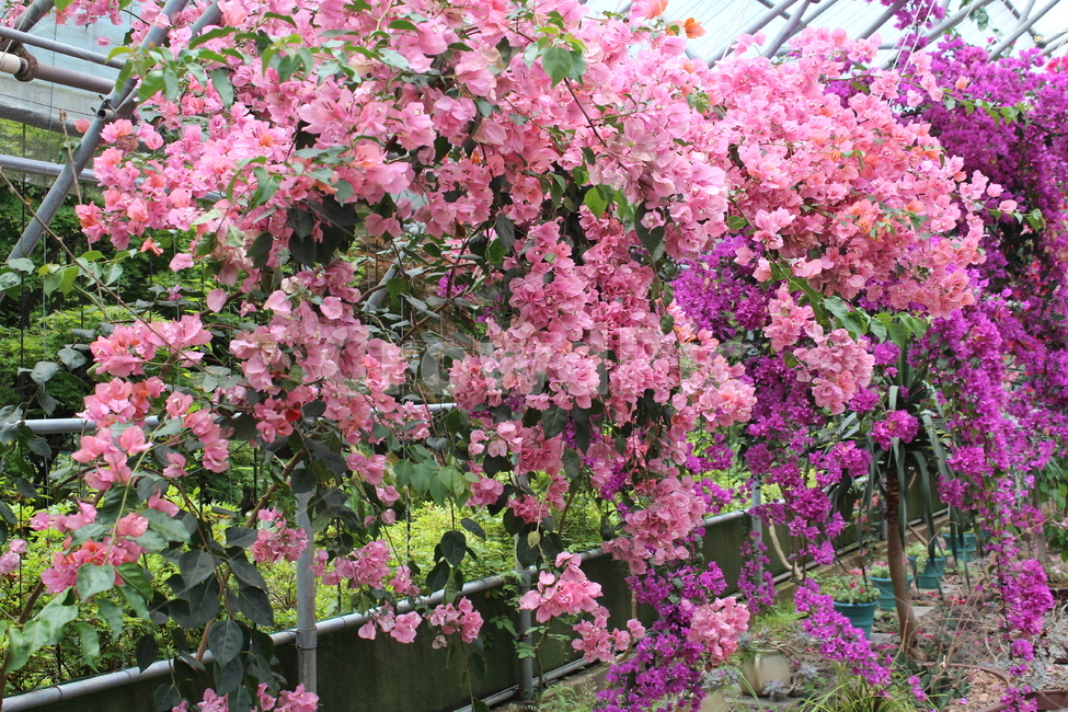 식물,꽃,제주도,부겐빌레아,핑크,식물,자연,plants,nature,꽃,flower