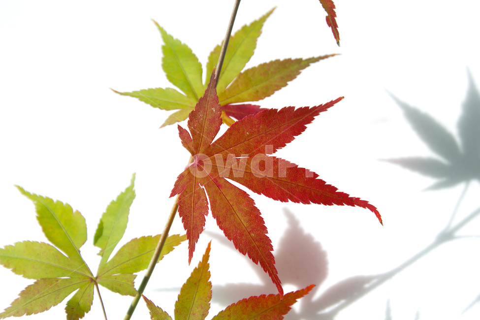 가지,잎사귀,나뭇가지,잎,이파리,단풍,나뭇잎,흰배경,줄기,자연,식물,단풍잎,주황색,컬러풀,가을,빨강,레드,빨간색,녹색,그린,초록색,가을,계절,fall,autumn,season